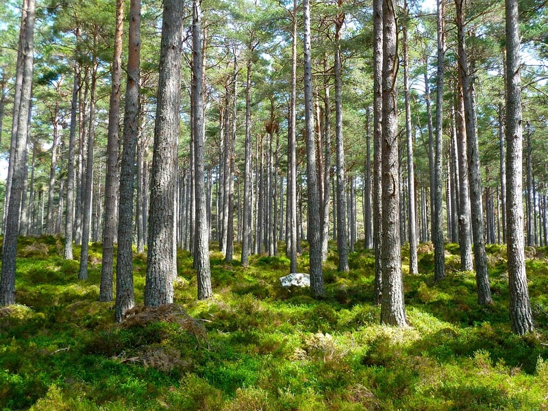 Woodland Logistics
